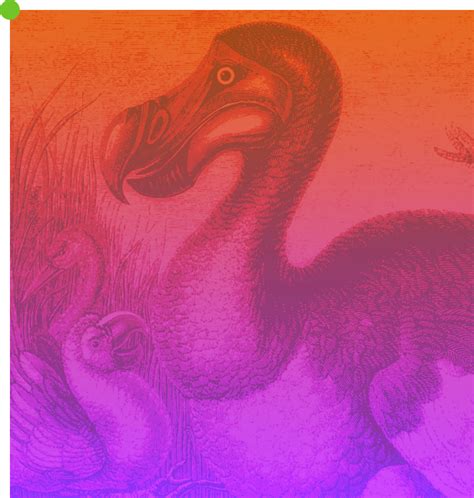 'De-Extinction' Company Set To Resurrect Dodo Bird That Went Extinct In ...