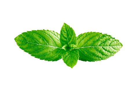 Mint Png