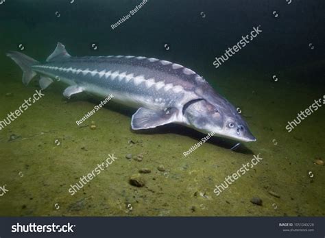 6,052 Russian Sturgeons Images, Stock Photos & Vectors | Shutterstock