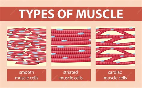 Premium Vector | Types of muscle cell diagram
