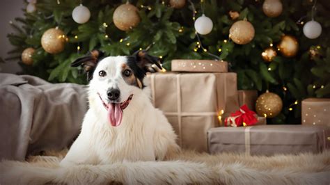 Christmas Dog Gift Ideas 2023 - The Stylish Dog Company