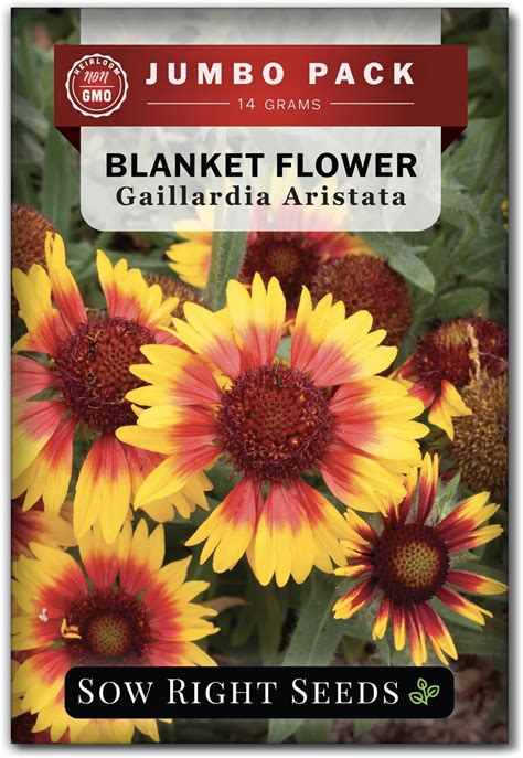 Amazon.com : Sow Right Seeds - Bulk Blanket Flower Seeds for Planting ...