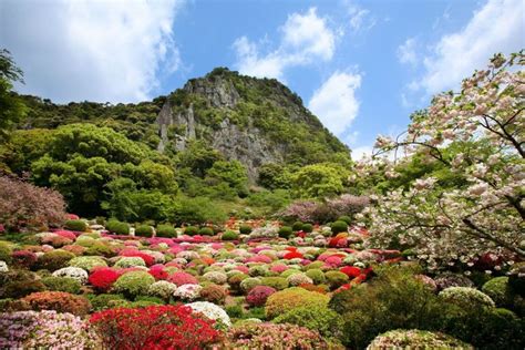 Japan Flowers 的图像结果