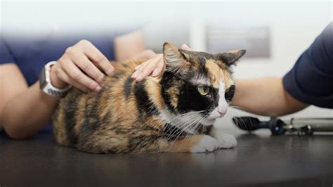 Waipahu Waikele Pet Hospital