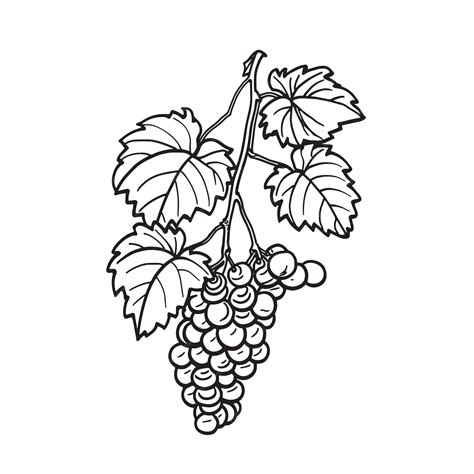 Premium Vector | Simple line drawing illustration of a bunch of grapes ...