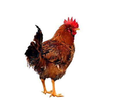 Chicken Bird PNG Photo | PNG Mart
