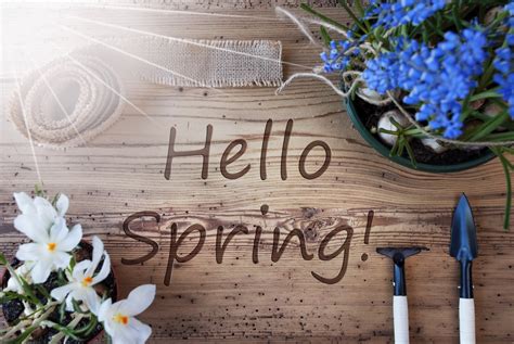 This Spring 的图像结果