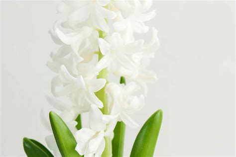 Hyacinth Care Guide (Before and After Flowering)