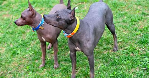 10 Hairless Dog Breeds In The World 2024 - Best For Pets