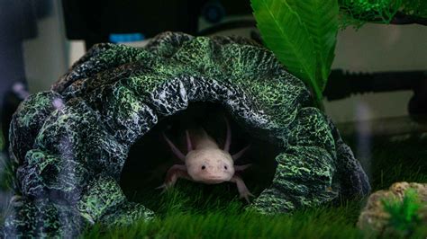 Do Axolotls Have Teeth? Let's Dig In! - Hey Dorothea
