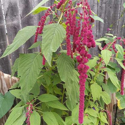 Amaranthus caudatus Love Lies Bleeding Seeds – Stunning Crimson Tassels ...