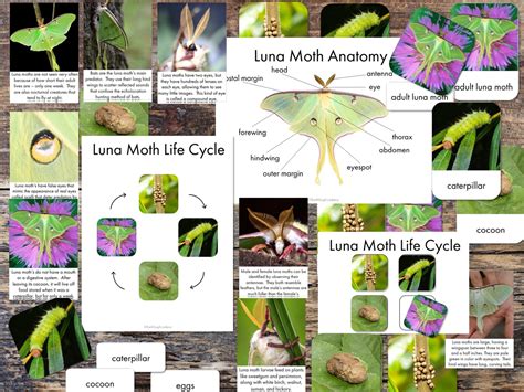 Luna Moth Printables - Luna Moth Fact Cards - Luna Moth Anatomy Poster ...