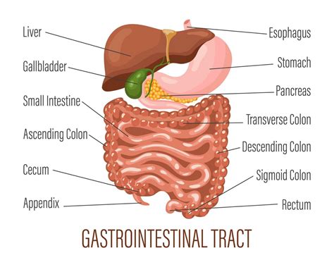 Gastrointestinal tract. Human digestive system anatomy, infographic banner. Liver, stomach ...