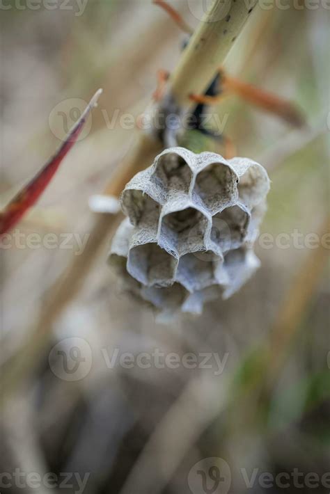 Small wasp nest on a stem of a meadow grass with blurred mother wasp on ...