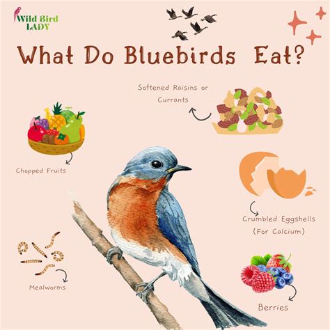 What Do Blue Jays Eat? Backyard Tips to Attract These Brilliant Birds