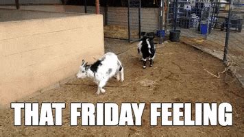 100 Hilarious Happy Funny Friday GIFs of the Week - FunZumo