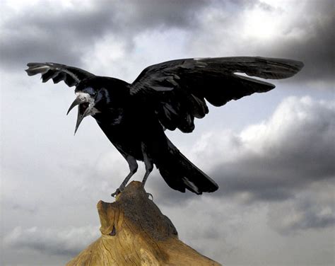 乌鸦为什么是黑的-乌鸦为什么是黑的,乌鸦,为什么,是,黑 - 早旭经验网