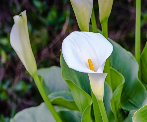 Do calla lilies multiply? Experts reveal all | Homes and Gardens