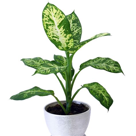 Easiest Low Light Indoor Plants : Low Light Indoor Plants That Are Easy ...