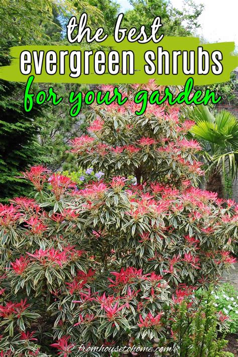 Evergreen Shrubs For Shade (That Look Good All Year) | Shade shrubs ...