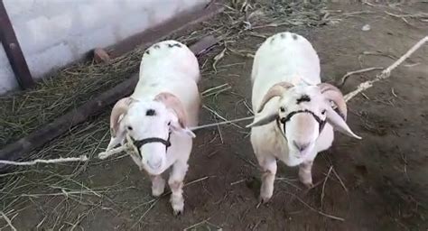 Online Bakra Buy & Sell