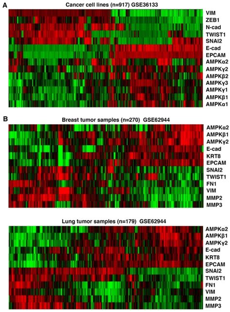 Epithelial–Mesenchymal Transition Suppresses AMPK and Sensitizes Cancer ...