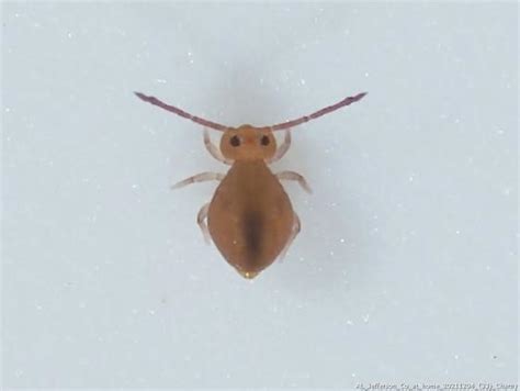 Image result for Yellow Spring Tails