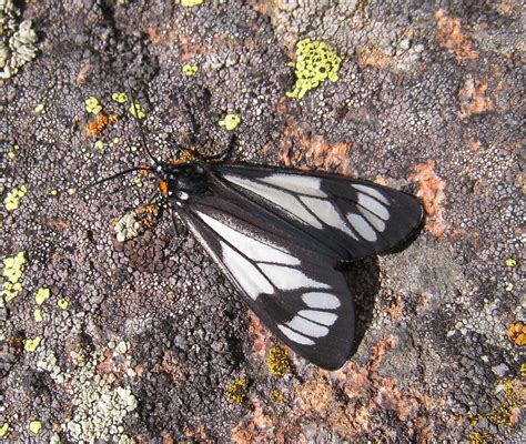 37 Common Black and White Moths (Pictures And Identification)