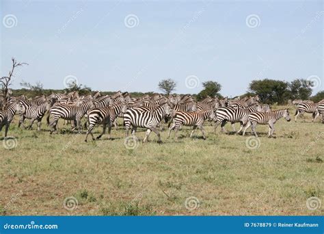 Migration of zebras stock image. Image of drive, savanna - 7678879