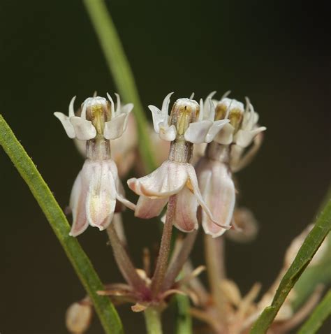 Asclepias fascicularis - Calflora