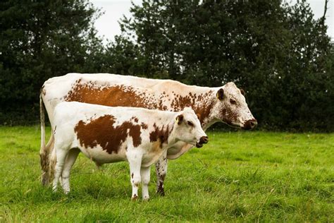 Discover the 10 Different Types of Cattle You Never Knew Existed - A-Z ...