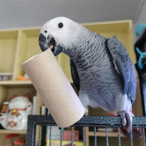 Available Parrots - GreyWing Aviary