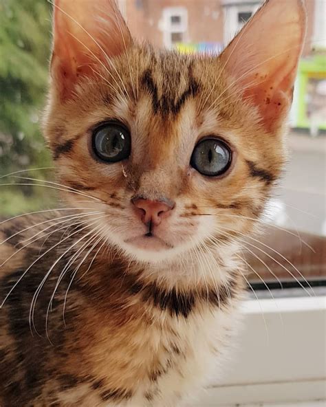 Kitty Cat In Spanish Language - NAOLW