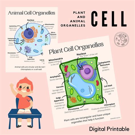 Cell Structure Poster 的图像结果