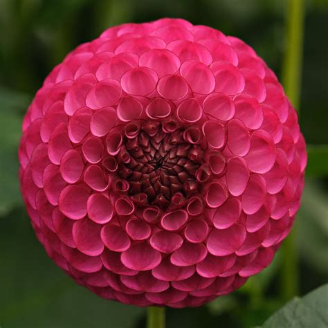 DAVID TENIERS – Geerlings Dahlia