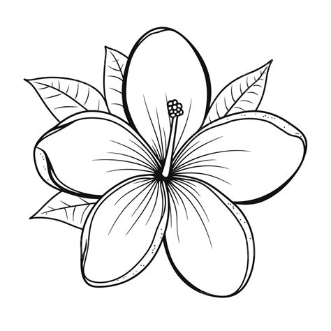 Drawing Of A Hibiscus Flower On A White Background Outline Sketch ...