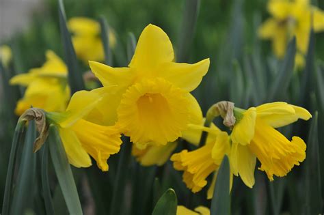 When Do Daffodils Bloom? - A-Z Animals