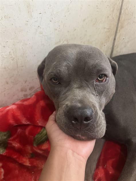 What Is The Knot On A Dog S Head at Bailey Gilruth blog