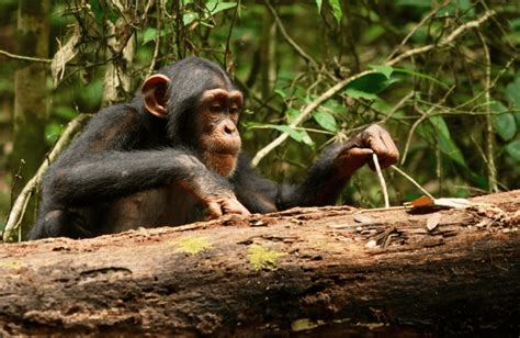 Image result for Chimps Using Sticks for Tools