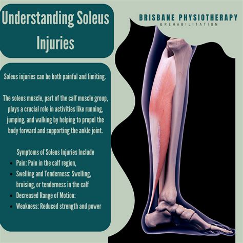 Soleus Muscle The Calf Muscles Gastrocnemius & Soleus Actions