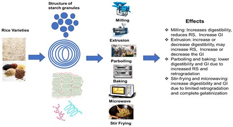 Starches in Rice: Effects of Rice Variety and Processing/Cooking ...