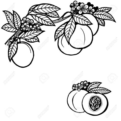 Leaves of peach clipart 19 free Cliparts | Download images on ...