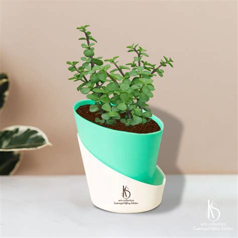 KS Jade Plant with self watering pots – KS ARTS COLLECTION
