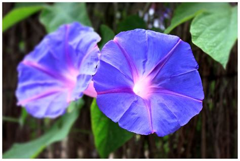 Morning Glory (Ipomoea) - Meaning, Symbolism and Interesting Facts – A ...