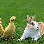 Image result for Little Rabbit Beautiful
