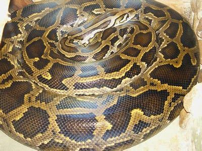 Image result for Burmese Python Eating Dog