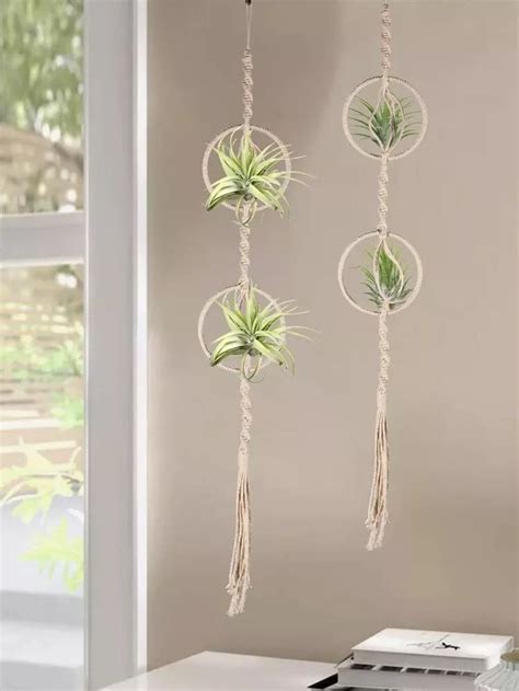 Air Plant Display Ideas 的图像结果