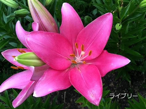 Image result for Java Fibonacci Code