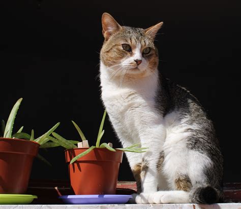 Are Aloe Plants Poisonous To Cats And Dogs