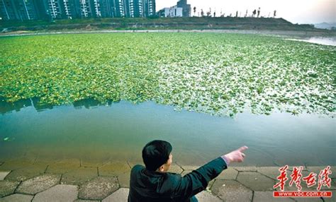 汛期水情复杂，湘江长沙段水域“泳士”不减 - 今日关注 - 湖南在线 - 华声在线